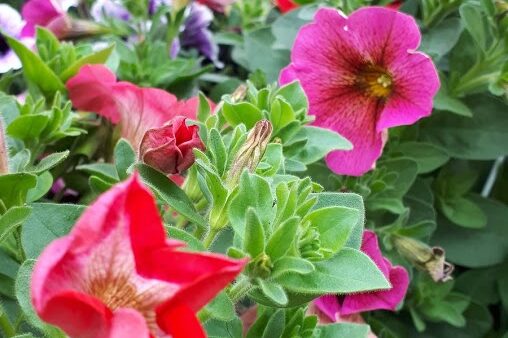 fiorito verde-commerce