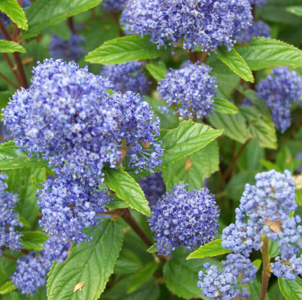 Ceanothus-Delileanus-Gloire-de-Versailles