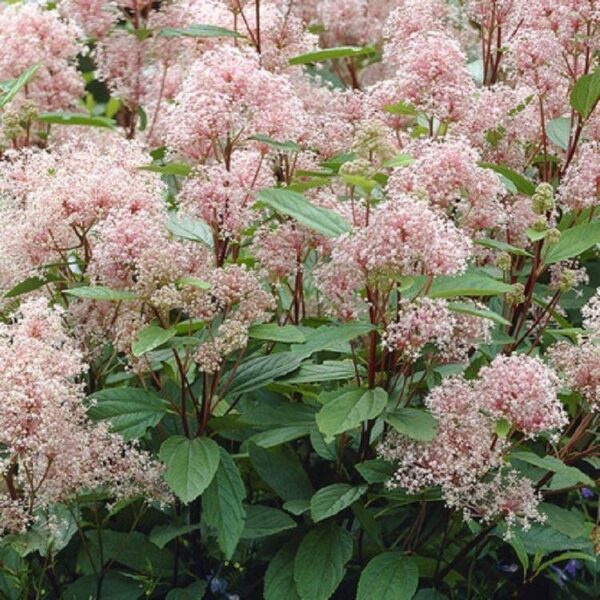 Ceanothus-Marie-Simon