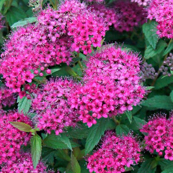 Spiraea-Antony-Waterer