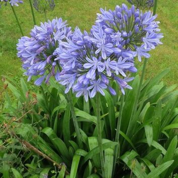 Agapanthus-Peter-Pan