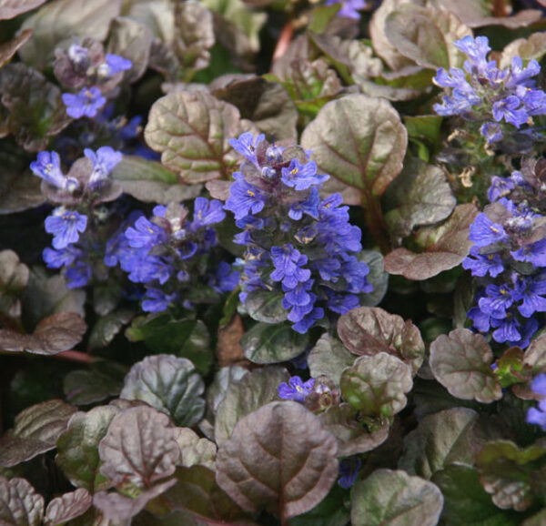 Ajuga-Black-Scallop