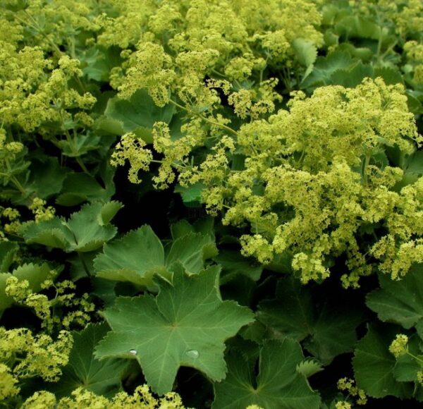 Alchemilla-Mollis