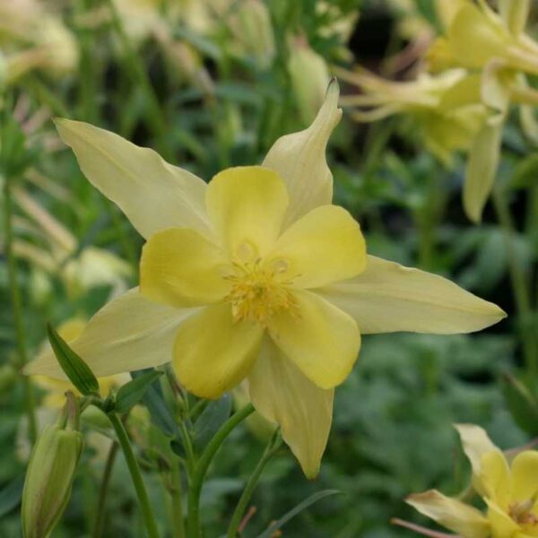 Aquilegia-Caerulea-Maxi