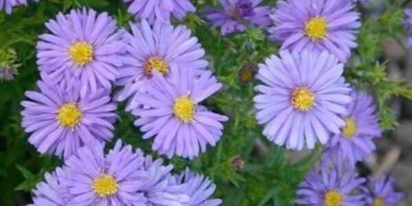 Aster-Dumosus