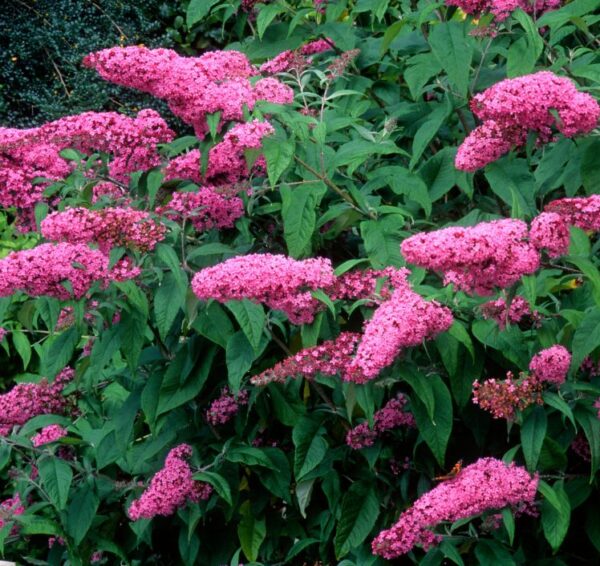 Buddleja Davidii