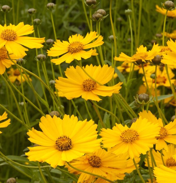 Coreopsis-Grandiflora-Flying-Sourcers