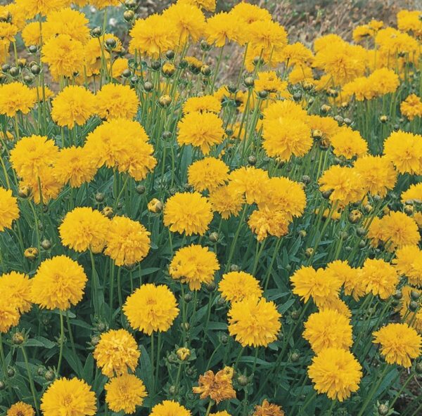 Coreopsis-Grandiflora-Sunray