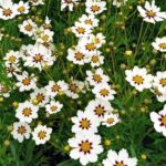 Coreopsis-Star-Cluster