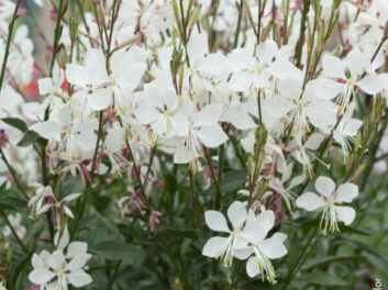 Gaura-Lindheimeri-Alba