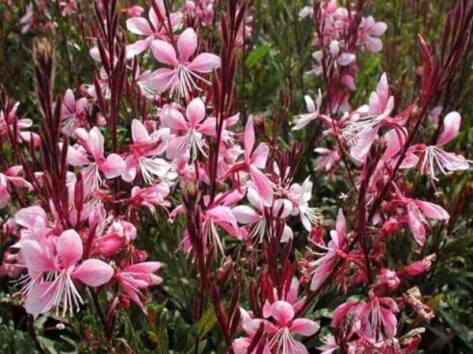 Gaura-Lindheimeri-Rossa