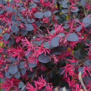 Loropetalum-Black-Pearl