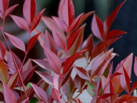 Nandina-Domestica-Obsessed