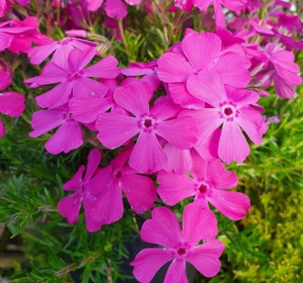 Phlox-Mcdaniels-Cushion