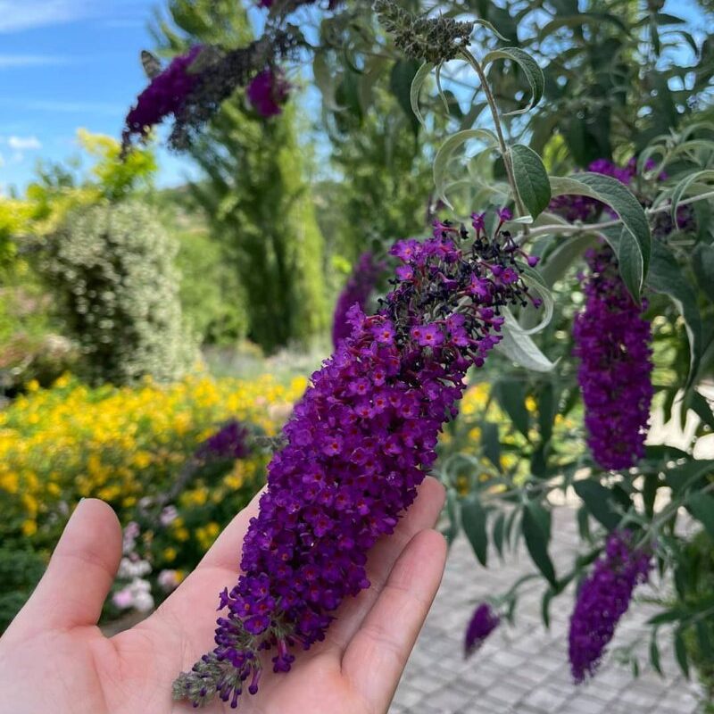 Buddleja Davidii black night