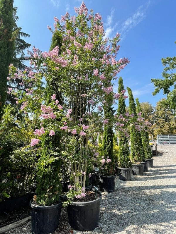 Lagerstroemia Muskogee