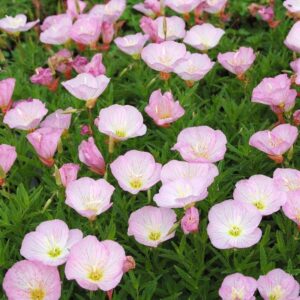Oenothera speciosa siskiyou pink