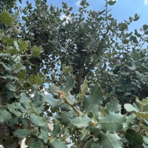 Quercus ilex rotundifolia