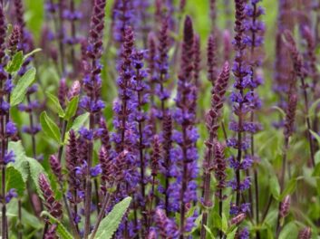 Salvia nemorosa Caradonna