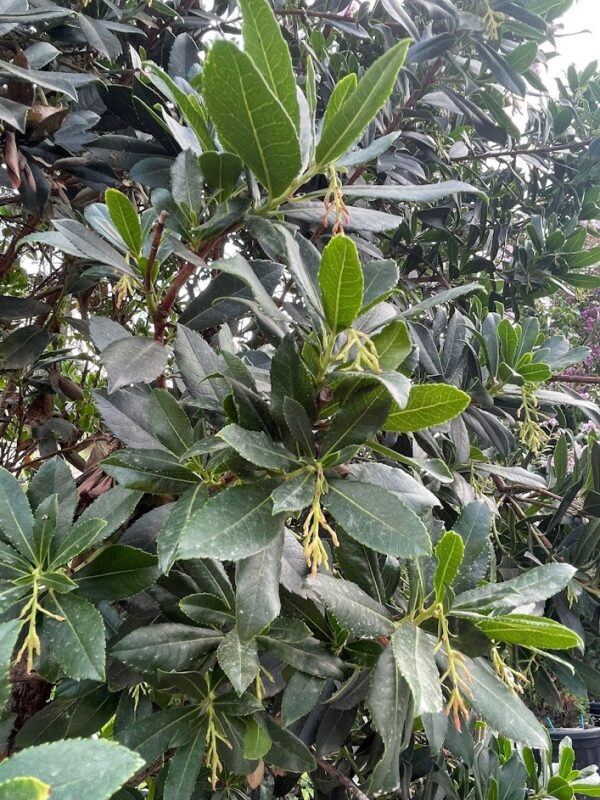 Arbutus unedo fiore