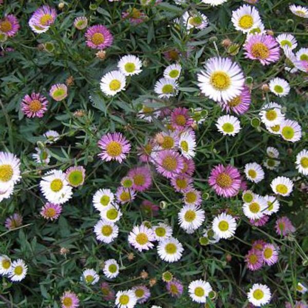 Erigeron karviskianus