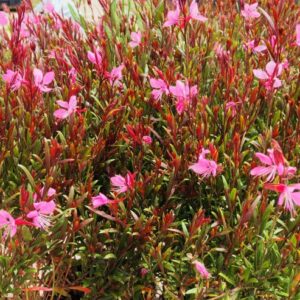 Gaura lindheimeri siskiyou pink