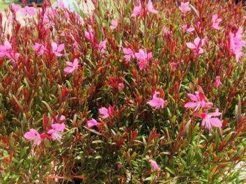 Gaura lindheimeri siskiyou pink