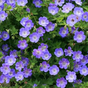 Geranium rozanne