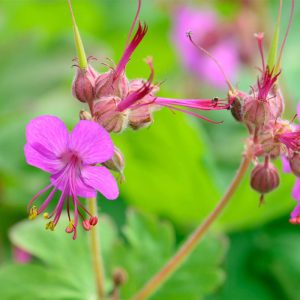 Geranium macrorrhizum - geranio odoroso