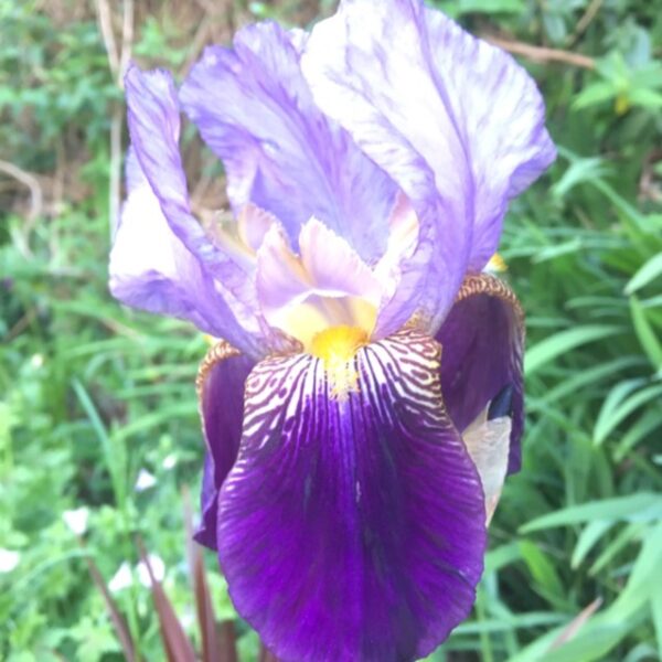 iris lent williamson