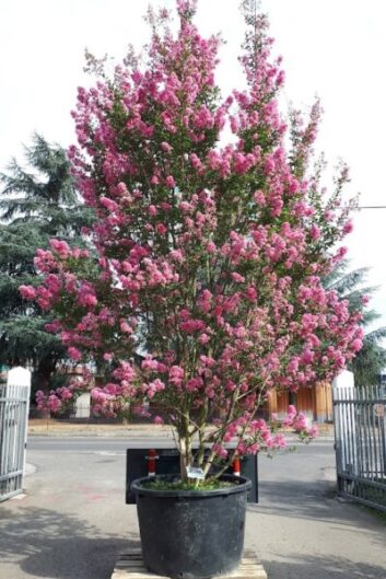lagerstroemia indica hopi