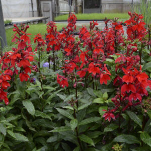 Lobelia x speciosa starship scarlet