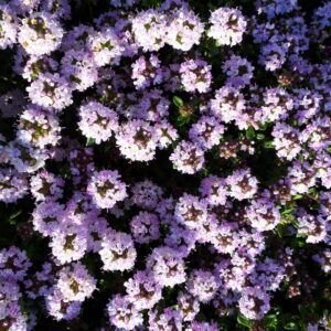 micromeria thymifolia