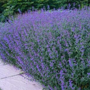 Nepet's faassenii walker's low blu