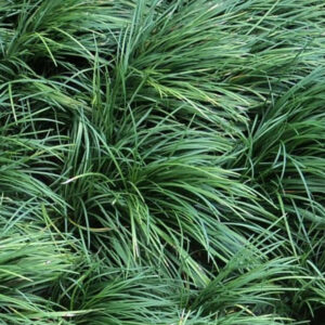 ophiopogon japonicus