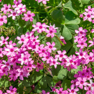Oxalis floribunda