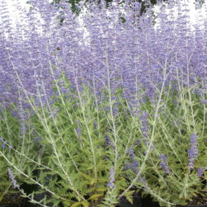Perovskia blue spire