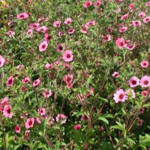 Potentilla nepalensis miss willmott