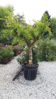 Punica granatum 70 l