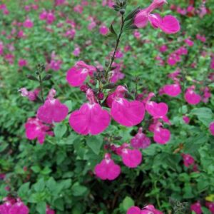 Salvia microphylla wild watermelon