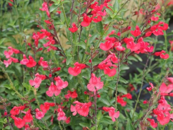 Salvia jamensis Flammen