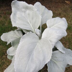Senecio candicans angel wings