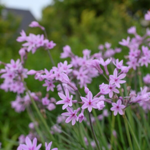 Tulbaghia violacea