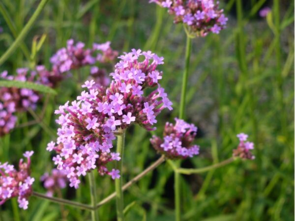 Verbena bonariensis