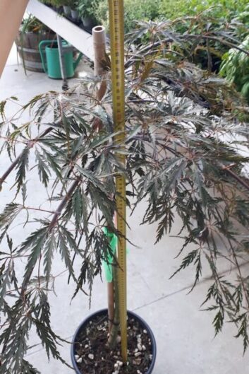 Acer dissectum atropurpureum