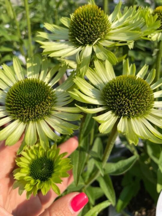 Echinacea purpurea green jewels