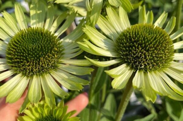 Echinacea purpurea green jewels