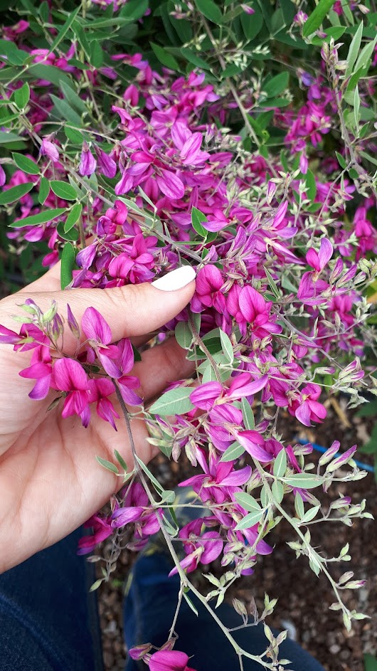 Lespedeza
