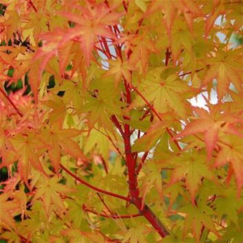 Acer palmatum Sango Kaku