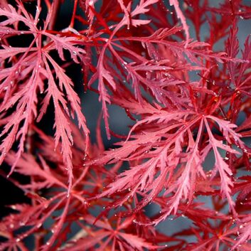 Acer palmatum dissectum stella rossa